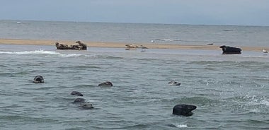 Observation des phoques de Scroby Sands