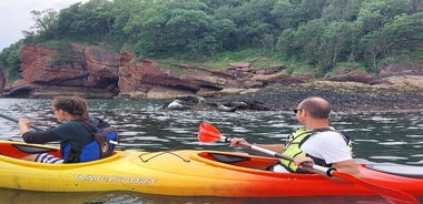 Guided Wildlife and Sea Cave Kayak Safari in English Riviera