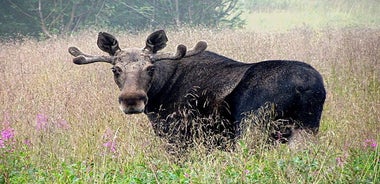 Moose Safari de Bodo, norte de Noruega, conoce al animal terrestre más grande de Europa