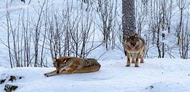 Frá Rovaniemi: Ferð til Ranua Dýragarðs