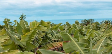 Tour ecologico della piantagione di banane