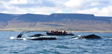 Akureyri: 2-Hour Whale Watching Express by RIB Speedboat