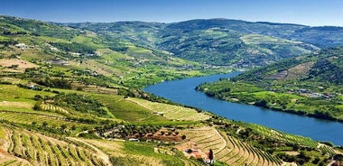 Visite Complète des vins de la Vallée du Douro avec Déjeuner, Dégustations du vin et Croisière sur le Fleuve