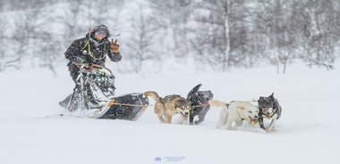 Trineo tirado por perros, visita guiada a las cúpulas de hielo de Tromsø y visita de renos