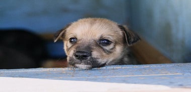 ハスキーの生活、犬舎訪問、夏のハスキーライド