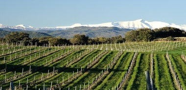 Ganztägige Somontano-Weinexkursion und Besuch von Alquezar