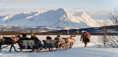 Reindeer Sledding and Feeding with Sami Culture in Tromso.