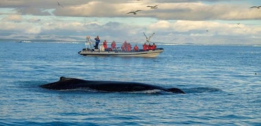 Crociera per piccoli gruppi su gommone a scafo rigido per avvistare le balene, da Reykjavik