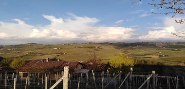 Abellonio Cascina Piccaluga - visit to the vineyards, to the wine tasting cellar