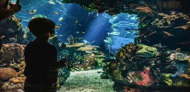 Lissabon: Aðgöngumiði að Oceanário de Lisboa