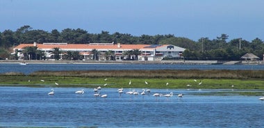 Ertu tilbúinn í ævintýri Komdu og uppgötvaðu Ria de Aveiro