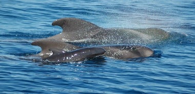 Viaggio di 2 ore per vedere le balene e i delfini puerto colon adeje