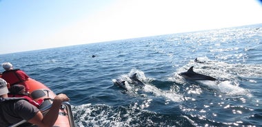 Dolphin Safari