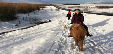 Horse Riding Tour in Akureyri