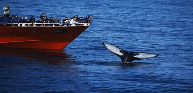 Avistamiento de ballenas clásico | La experiencia original desde Reikiavik