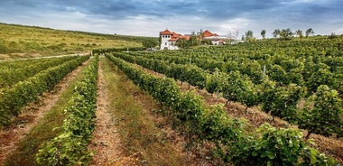 Salzbergwerk, Planetarium, Weingut und Draculas Grab - Private Tour