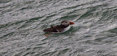 1,5 Stunden Firth of Forth Sightseeing-Kreuzfahrt