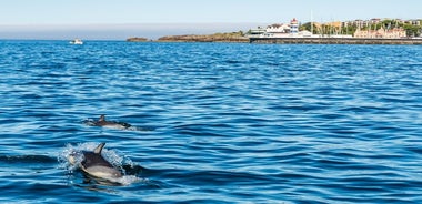 Cascais coast: Dolphin watching