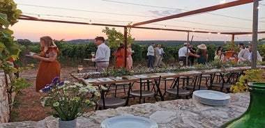 Cena in vigna con degustazione di vino e passeggiata