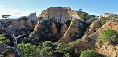 Organi selvaggi: grande paesaggio, piante, geologia, canto degli uccelli