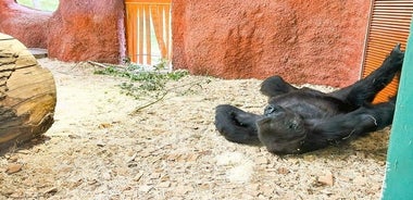 オンライン音声ガイド付きプラハ動物園チケット