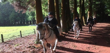 reite einen Vulkan - gehe in die Gärten im Wald