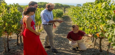 Cata de vinos y visita a Cantina d'Autore en Ripalte