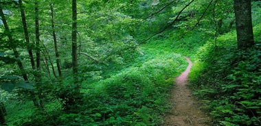 Tour al Parque Nacional Mtirala