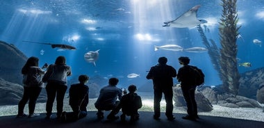 里斯本海洋馆：水族馆门票