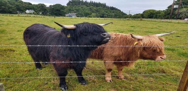 Inverness : Loch Ness, Urquhart Castle & Highland Cows Tour