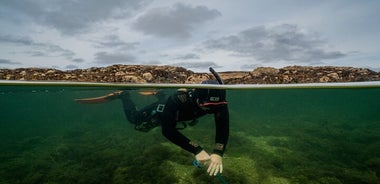 Geführte Schnorchelaktivität am Coral Beach Carraroe, Galway