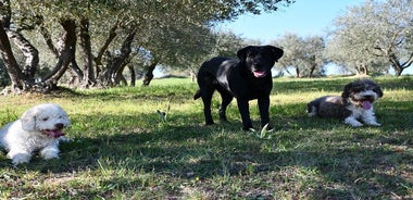 Truffle Hunting Experience Siena Tartufi