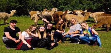 Esperienza di 2 ore nella fattoria degli alpaca a Kenilworth