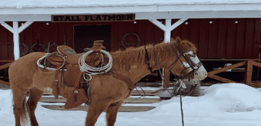 Alta: Horseback Riding in the Arctic Countryside