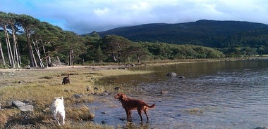 Geführter Spaziergang durch Killarneys Nationalpark