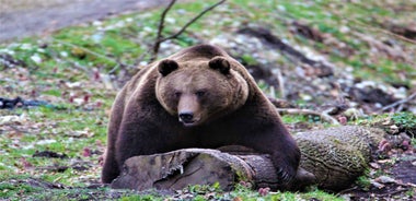 From Brasov: Brown Bear Watching in the Carpathian Mountains