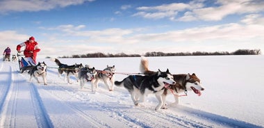 Expérience Husky Mushing en petit groupe à Rovaniemi