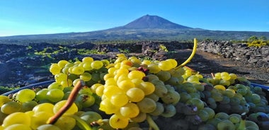 Ruta del viñedo