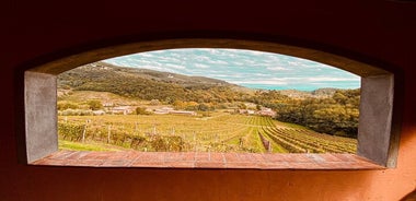 卢卡：品酒体验 - Tenuta Adamo Winery