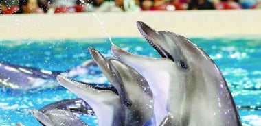 From Belek: Dolphin Show with Transfers