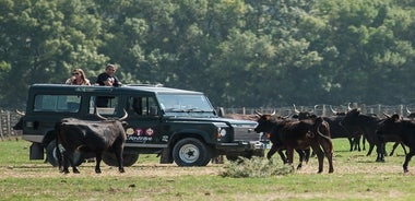 ル グラウ デュ ロワ発 3.5 時間のカマルグ 4x4 サファリ