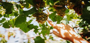 Cata de vinos en el monte Vesubio