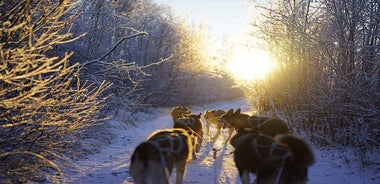 Frá Alta: Hunda Sleðaferð með Huskey