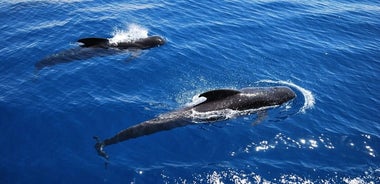 2h Croisière Viking Observation des baleines et des dauphins