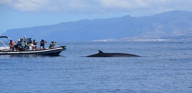 Bonadea II Avistamiento Ecológico de Cetáceos, 2 horas