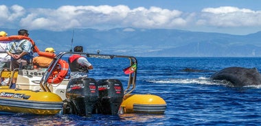 Azores: Whale Watching and Islet Boat Tour