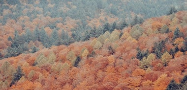 Culture et traditions Randonnée à travers la Forêt-Noire avec un local