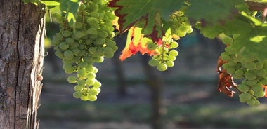 Au départ de Nantes - Vignoble de Nantes en Minivan - Demi-journée