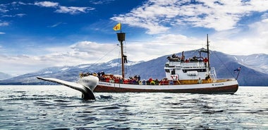 Tour tradizionale di avvistamento delle balene su un'imbarcazione in legno di quercia da Húsavík