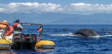 Recorrido de avistamiento de ballenas por las islas Azores